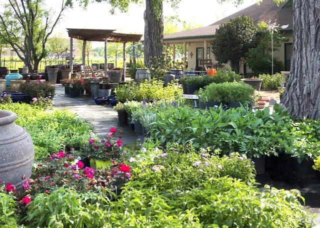 Look for a wide assortment of plants and products in your local nursery.